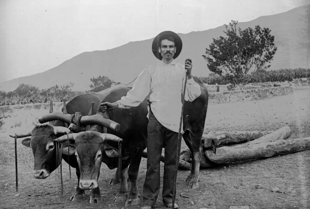 Yunta de bueyes de Francisco Sosa Carmona